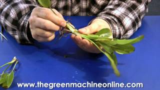 Preparing an Echinodorus for Planting in an Aquarium [upl. by Curry]