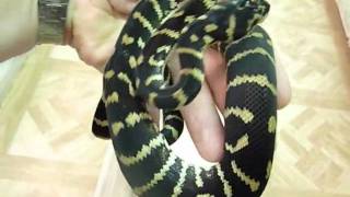 BOELENS X CARPET PYTHON hybrid [upl. by Ellerred239]