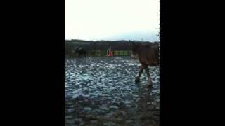 Clydesdale horse bullied by a mini shetland pony [upl. by Eecyak]