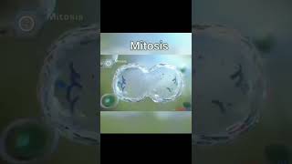 mitosis microscope science biology cellbiology cellbiology [upl. by Htebazie]