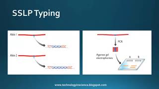 Genetic Markers  Molecular Markers  RFLPs SSLPs SNPs  minisatellite VNTRs microsatellite [upl. by Burkle]