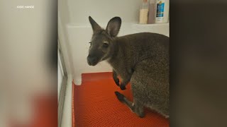 Pet wallaby found after going missing from backyard owner says [upl. by Enyar]