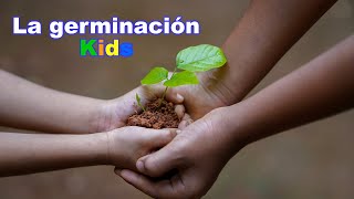 Experimento de la germinación para niños [upl. by Leahcimluap]