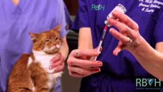 How to Give Your Pet an Injection Under the Skin [upl. by Ainatnas]