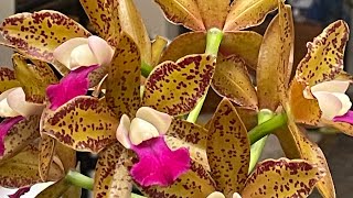 DayOff Orchid Vlog Nov 2023 Do you know this Stanhopea  Some Cattleya types’ first time blooms [upl. by Einattirb224]