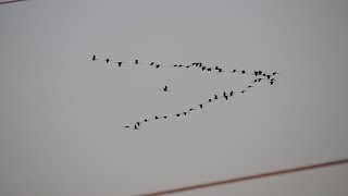 A Flock of IbisThreskiornithinae Nikon P600 [upl. by Kelula]