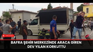 Bafra Şehir Merkezinde Araca Giren Dev Yılan Korkuttu [upl. by Enillebyam]