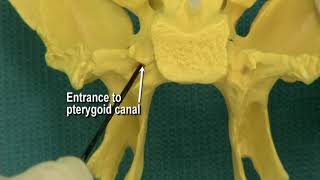 114 Step 24 Pterygoid canal and pterygopalatine fossa [upl. by Zipah]