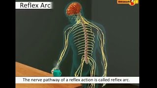 Biology  Reflex action amp Reflex arc  Learn through animated videos [upl. by Yreffoeg600]