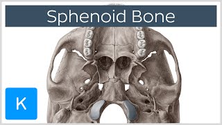 Sphenoid Bone  Definition Location amp Function  Human Anatomy  Kenhub [upl. by Johannes]