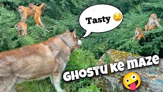 Monkeys react to Our Giant Husky 😆 Ghostu ke maze aa gaye THEHIMALAYANHUSKY [upl. by Artenra]