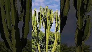 Succulent Euphorbia Ingens Flowering Plant shorts youtubeshorts shortsvideo [upl. by Ihsorih]