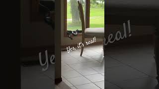 POV You are showing a vacant house that isn’t so vacant after all 😳 realtorlife Snake Realtor [upl. by Arodal]