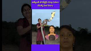 longest King Cobra ever lived  kingcobras factsintelugu factsshorts telugufacts [upl. by Sid]