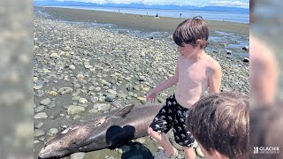 Kid finds dead shark washed up on BC beach [upl. by Albers261]