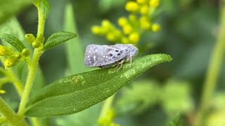 Citrus Flatid Planthopper 1 [upl. by Lerual]