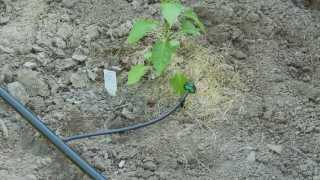 How To do Drip Irrigation with Emitters [upl. by Onailil199]