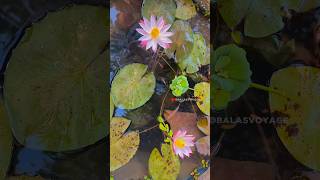 எல்லாமே போச்சி ☹️ my sad story  guppies molly  balasvoyage [upl. by Grant521]