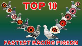 Top 10 Fastest Racing Pigeons in the World [upl. by Yuk]