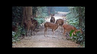 Bethuadahari Forest Safari  Inside Bethuadahari Jungle Nadia West Bengal [upl. by Antonius61]