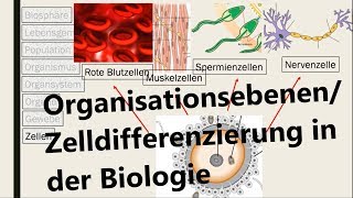 Organisationsebenen in der Biologie Zelldifferenzierung [upl. by Skilken]