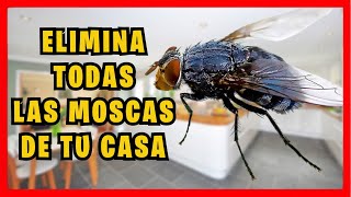 COMO ELIMINAR las MOSCAS de la CASA muy fácil con trampa casera  Gio de la Rosa [upl. by Inait]