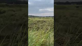 View of Cherrapunji Meghalaya nature scenery meghalaya [upl. by Resarf]