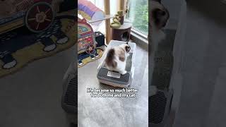 The highly anticipated automatic cat litter box is here smartlitterbox magicscoop catlitterbox [upl. by Ailito]