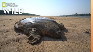 Rare Giant SoftShell Turtle Released Into the Wild  Nat Geo Wild [upl. by Noisla]