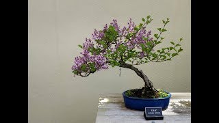 Syringa Penda BLOOMERANG Bonsai [upl. by Love]