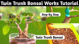 Mini Twin Trunk Bonsai Timelapse [upl. by Jock]