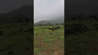 Salalah oman 🇴🇲 SUBHANALLAH followers youtubeshorts oman love song arabic duet [upl. by Ransome]