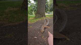 🐿 blink and youll miss it 😳😁 squirrel grovepark weston bekindtoanimals parklife 2024 cute 🐿 [upl. by Nolyag716]