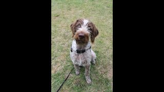 Peanut  7 Month Old German Wirehaired Pointer  2 Weeks Residential Dog Training [upl. by Ramgad]