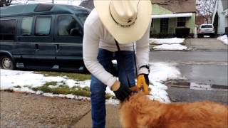 Using the SafeCalm Dog Training Collar on Dominant or Difficult Dogs  Dog Whisperer BCHUCK MCDBRIDE [upl. by Lanford]