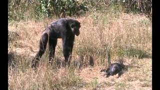 Do chimpanzees mourn their dead [upl. by Teiluj104]