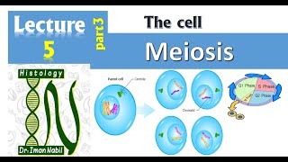 5cCell cycle part3MeiosisCellHistology [upl. by Nosnej]