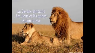 La savane africaine les lions et les gnous [upl. by Yattirb213]