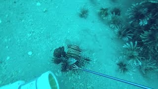 Northwest Florida Lionfish Hunting [upl. by Marna]