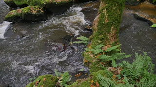 Rivières vivantes de normandie [upl. by Ledeen]