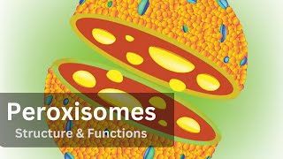 Peroxisomes Peroxisomes Structure and Function Biology Cell Biology [upl. by Aicemat]