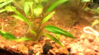 Cryptocoryne lucens [upl. by Kemme300]