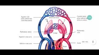 Vasoconstriction Vasodilation Role of precapillary sphincter in regulating flow of blood [upl. by Napoleon312]