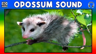 🦡 OPOSSUM SOUND  OPOSSUM SOUND EFFECT  SOUND OF OPOSSUM  NOISE OF OPOSSUM [upl. by Rednas348]