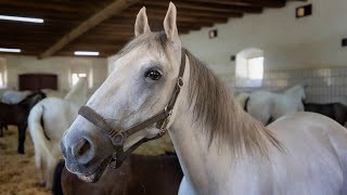 The Lipizzaner Stud Farm in Piber Austria 4K [upl. by Debee590]