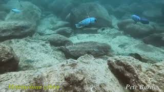 Metriaclima zebra at Machili Island Chizumulu 2022 [upl. by Julio717]