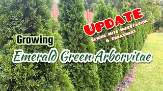 Emerald Green Arborvitae ep 4  SPIDER MITES [upl. by Ybbob482]