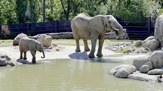 Henry Doorly Zoo amp Aquarium [upl. by Gone436]