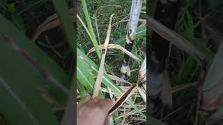 sugarcane variety 5009 [upl. by Sanferd]