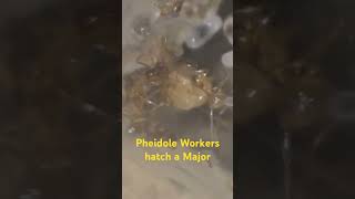 Pheidole Nodus  Pheidole Noda ants bighead pheidole video major [upl. by Latton834]